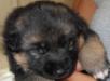 Ciro 3 weeks old