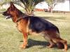 AJAX Grand Grand Pa- Nando Dad (V12 VA1(DK+SP) Yello vom St.-Michaels-Berg)