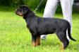 Apache Suny Day's 4 months old