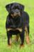 Apache Suny Day's 4 months old