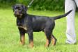 Apache Suny Day's 4 months old