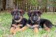 Jake's puppy
