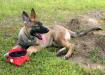 Jäger - 13 weeks