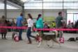 1 excellent Junior class Dogshow Leiden