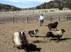 Cali 2 years old Herding Sheep