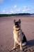 my dog