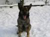 GSD breeding female