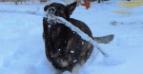 Silly and happy averted seeking his buried stick- I purposely let the snow burry it. Total inches of snow 19&quot;- gave him his search command.,phot