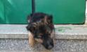 Puppies of Barcardi Breeze von Sunrise 56 days