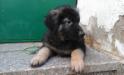 Puppies of Barcardi Breeze von Sunrise 56 days