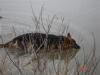 Loki 20090307