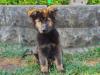12wks