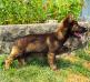 15wks