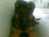 at 6 weeks old still