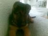 6 weeks