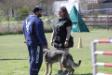 2018-03-10 Central Texas Ringsport's French Ring Trial @ Canine Headquarters, Brevet - Defense of Handler with level 2 Mexican decoy, Darshan He