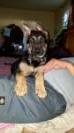 2 mo. The Ears