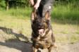 training