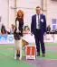 American Akita INDI - ALL FOR ALMIGHTY kennel - www.amakitakennel.com - FIRST PLACE IN FEMALE OPEN CLASS - INTERNATIONAL DOG SHOW - IDS UKRAINE