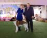 American Akita INDI - ALL FOR ALMIGHTY kennel - www.amakitakennel.com - BEST OF BREED IN MOLDOVA 2016