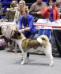 American Akita INDI - ALL FOR ALMIGHTY kennel - www.amakitakennel.com - FIRST PLACE IN JUNIOR CLASS -  NDS UKRAINE