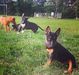 Puppy mini bull terrier