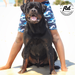 Akbarforce Mack (Batman) Beach.1