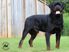 Akbarforce Mack (Batman) July 2020.1
