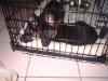3 Months Old