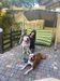 American Bulldogs Platon and Kuba.
