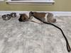 Code fast asleep over the air conditioning vent in the kitchen