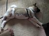 Code sleeps on the carpet, comfortable in his new orange harness