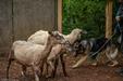 Herding Lesson