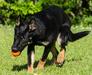 High Voltage Von Peet - Black and Tan Working Line German Shepherd Puppy