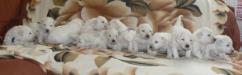 Komondor puppies for sale