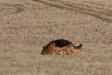 Samson Tracking