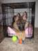 Puppy Pictures