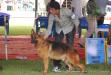 KALLIS IN FCI SHOW