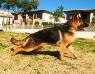 Lobo tirando