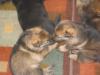 puppy love