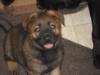 my fav girl sable puppy pic fm first litter