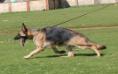 Candy on the Move