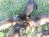 chow 7/3/11