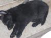 big blk boy 