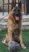 Ciro June 2011
