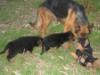 Pixel con cachorros "C"