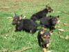 Puppies 9 weeks