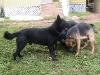 FRIENDS AT PLAY TIME