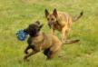 malinois puppies