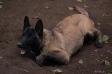 malinois puppies